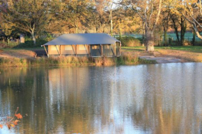 Lodge safari